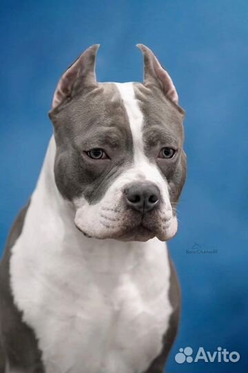 Супер стафф