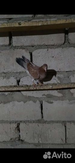 Голуби широкохвостые