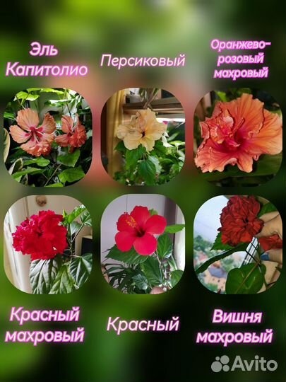 Гибискус китайская роза (13видов)