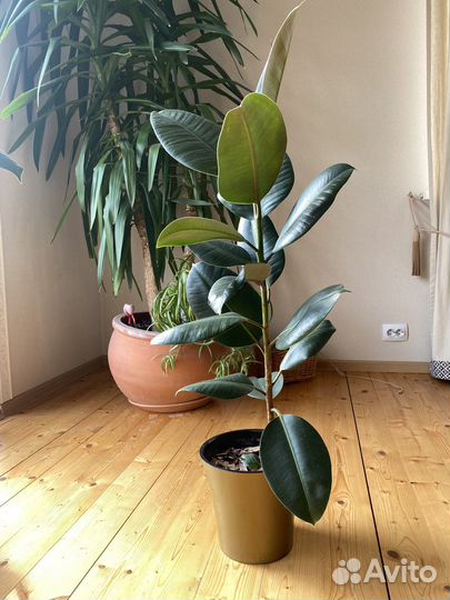 Фикус каучуковый высота растения 60см