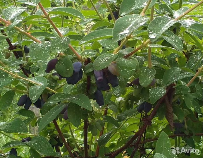 Жимолость, саженцы