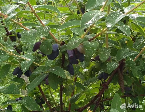 Жимолость, саженцы