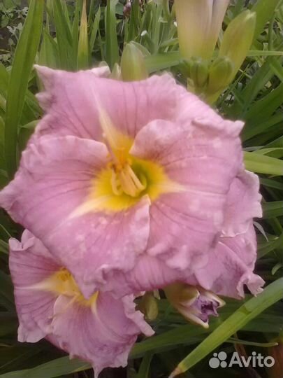 Лилейники многолетние