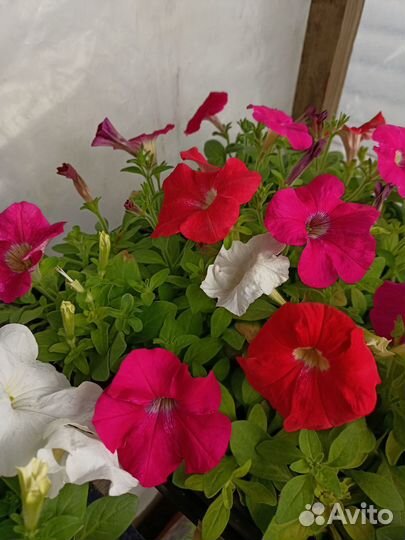 Рассада петунии