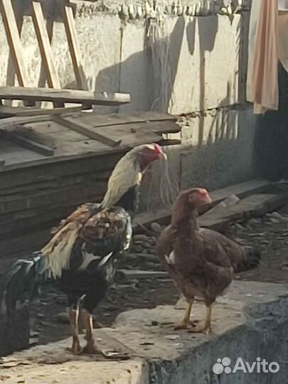 Бойцовые петухи
