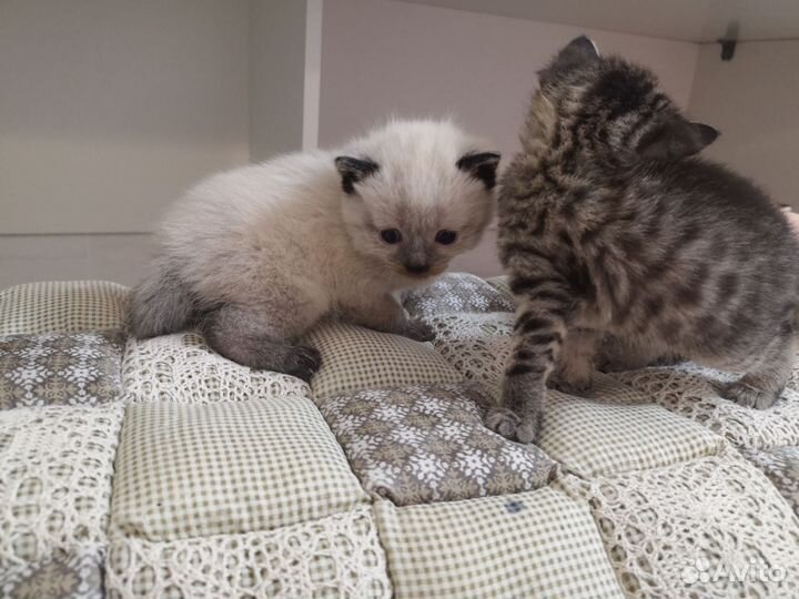 Котенок мальчик бесплатно