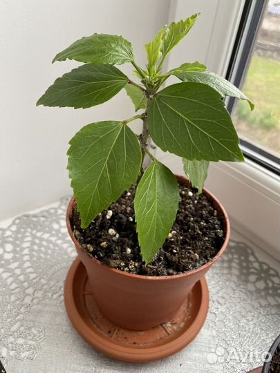 Гибискус, укорененные черенки