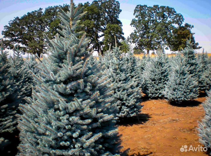 Голубая ель