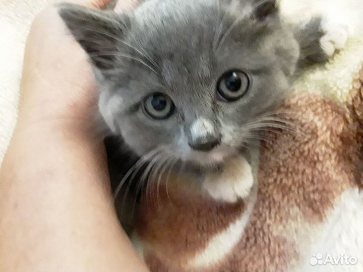 Отдам в добрые руки