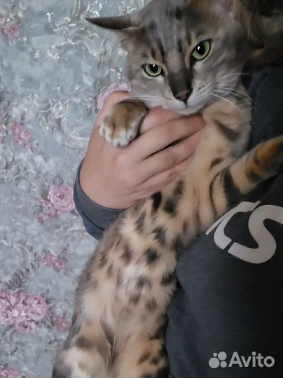 Бенгальский кот вязка