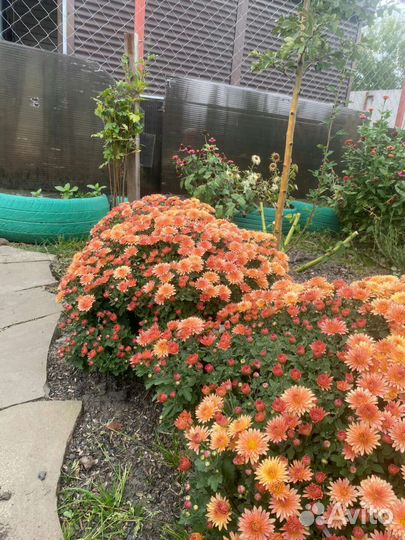 Хризантемы мультифлора шар