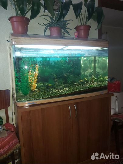 Аквариум