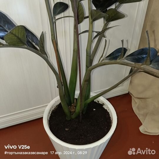 Цветы Замиокулькас черный Ворон