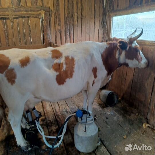 Бык, корова