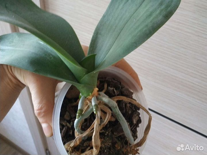 Орхидея фаленопсис белая