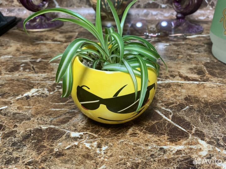 Хлорофитум