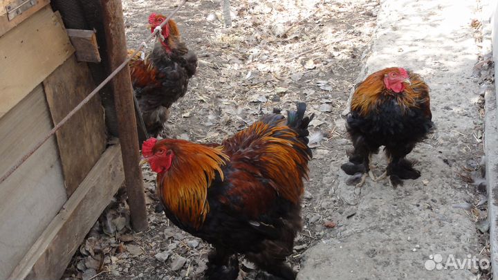 Петух брама