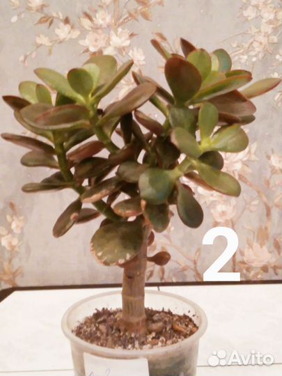 Толстянка крассула овата