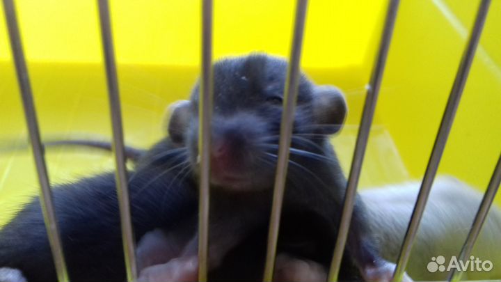 Дамбо крысята. Крысы черный соболь