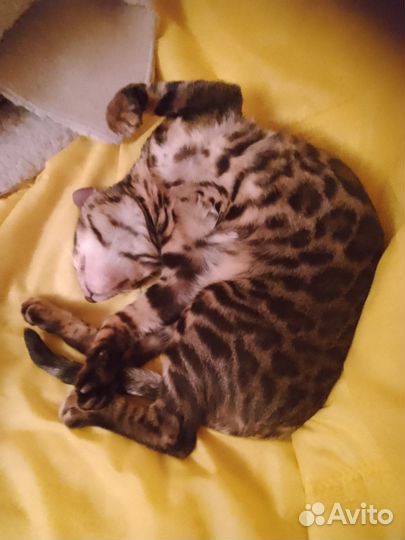 Бенгальские котята