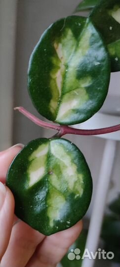 Хойя Hoya, дисхидия, циропегия
