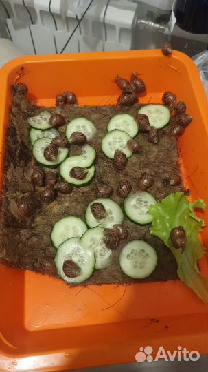 Улитки ахатины бесплатно