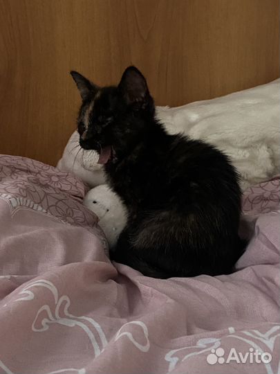 Котята в добрые руки 2 месяца
