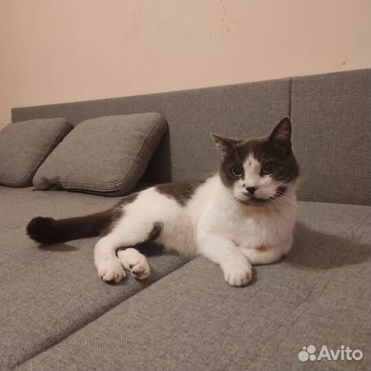 Передержка собак и кошек