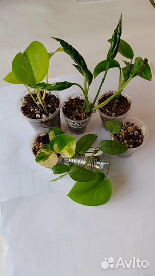 Ароидные лианы, набор 1