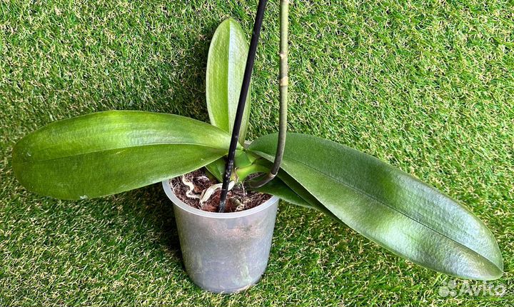 Орхидея пёстрый биглип