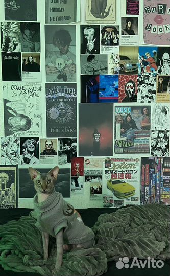 Шикарный канадец для вашей кошечки