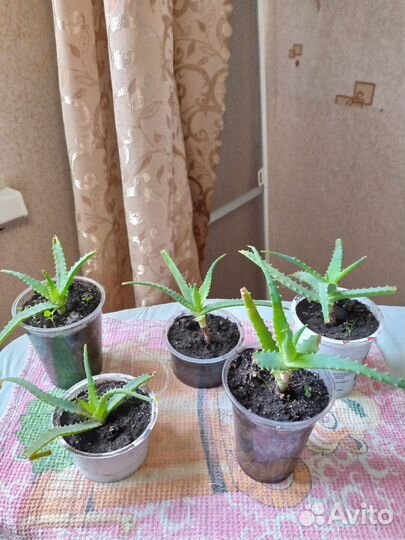 Алоэ лечебный