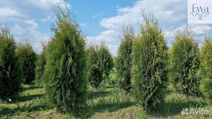 Туя Колумна