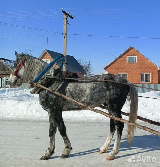 Продается чистокровный орловский жеребец