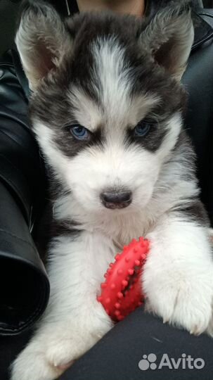 Щенок хаски
