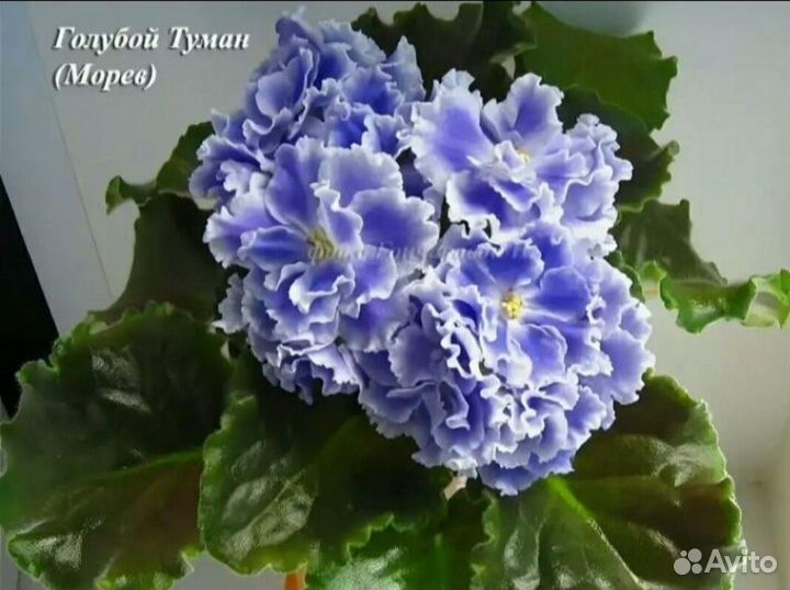 Детки сортовых фиалок