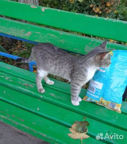 Кошки в добрые руки