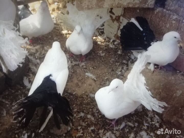 Голуби павлины