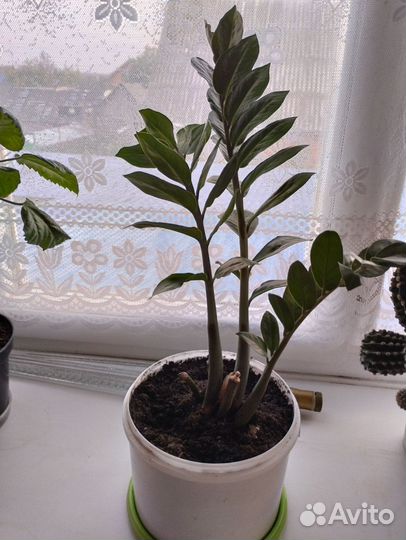 Замиокулькас