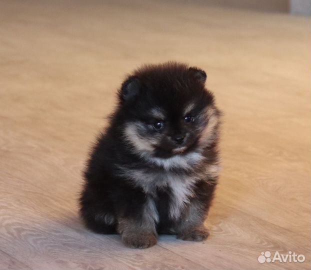 Шпицедетки