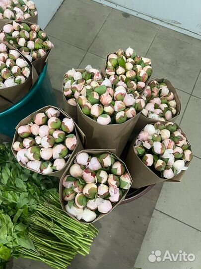 Цветы Пионы оптом