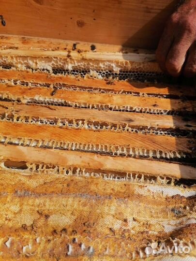 Башкирский липовый мёд 2023