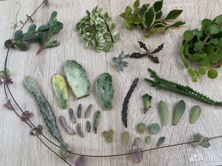 Редкие цветы