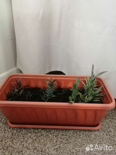 Суккуленты набор