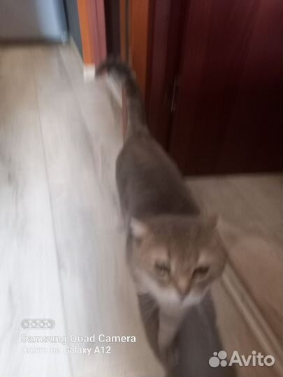 Кот в добрые руки