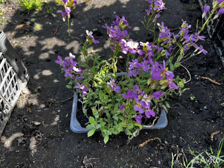 Почвопокровник весенний