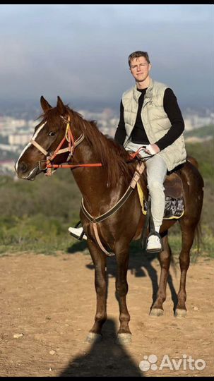 Ахил Лошадь