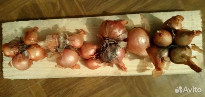 Лук Семейный. На семена