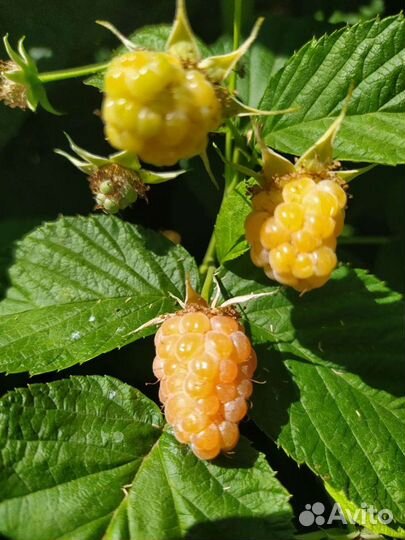 Саженцы желтой малины