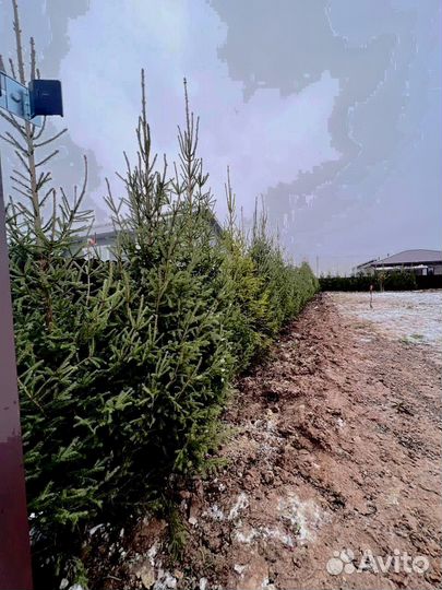 Саженец сосны 282 см